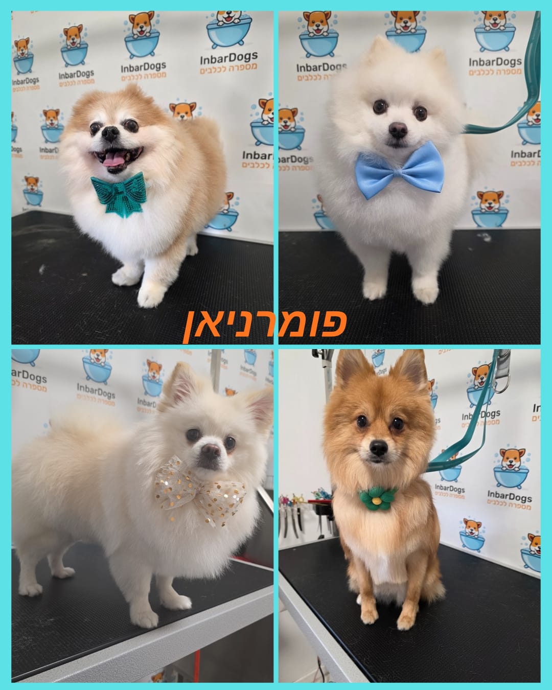 InbarDogs - ענבר ספרית כלבים