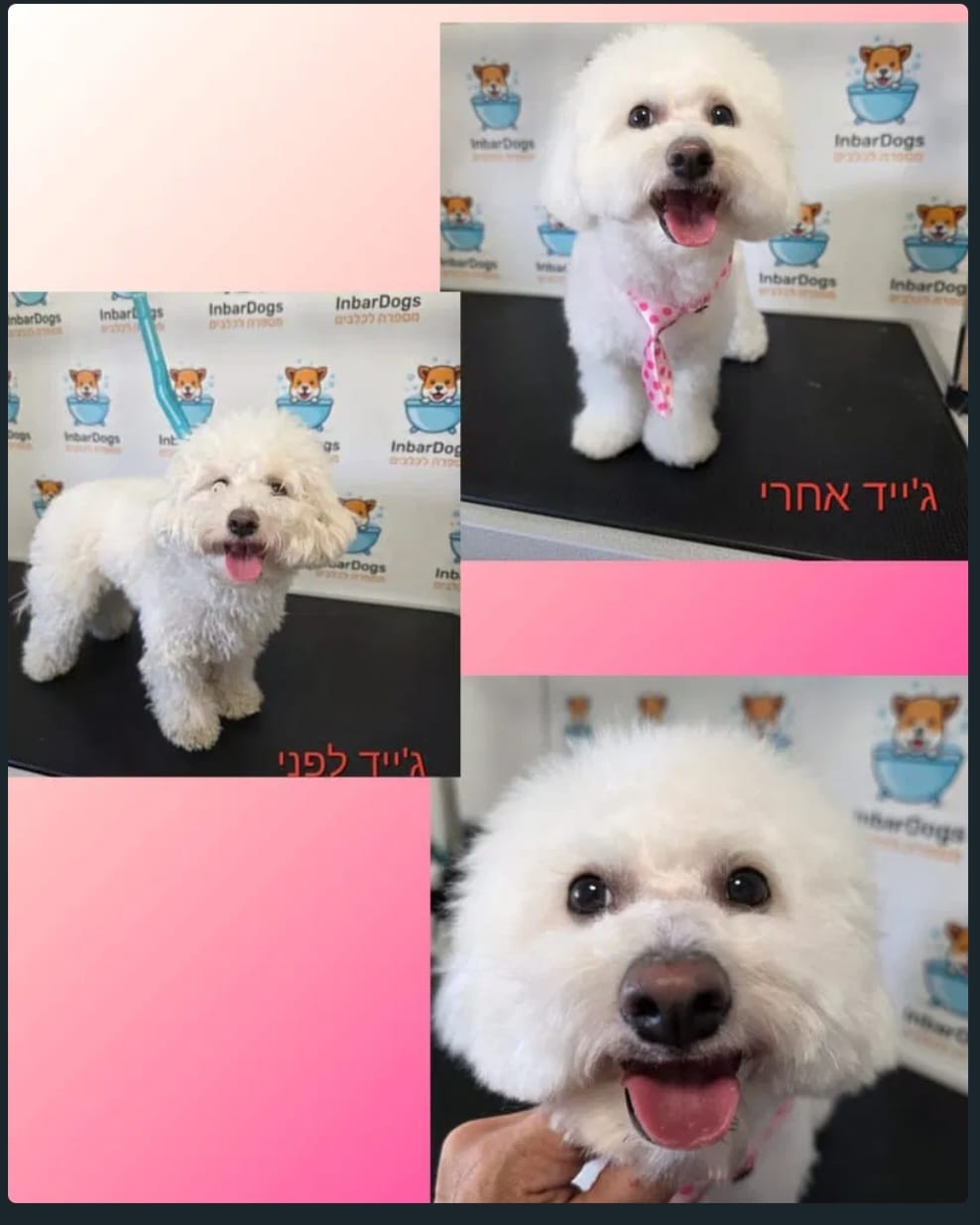 InbarDogs - ענבר ספרית כלבים